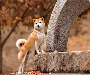 شیبااینو به یک دلار دست یافت؟