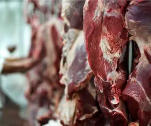 (جدول) قیمت دام زنده امروز ۶ اردیبهشت ۱۴۰۴ / خاموشی بازار ادامه دارد