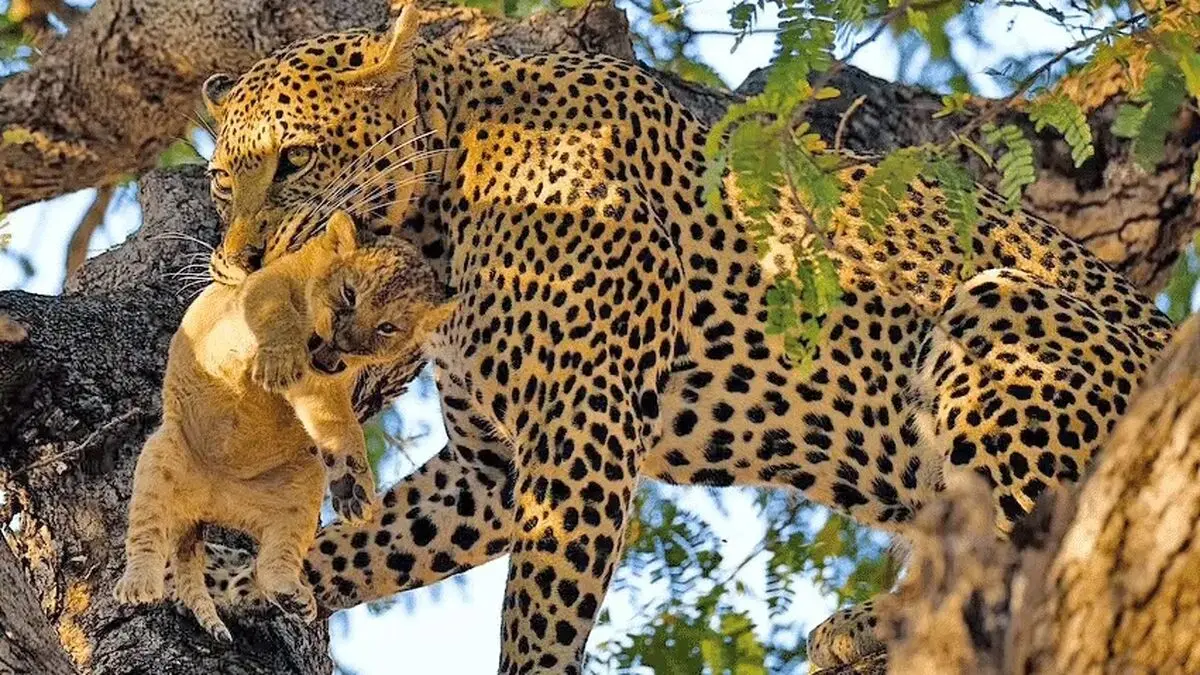 Leopard Steals Lion Cub
