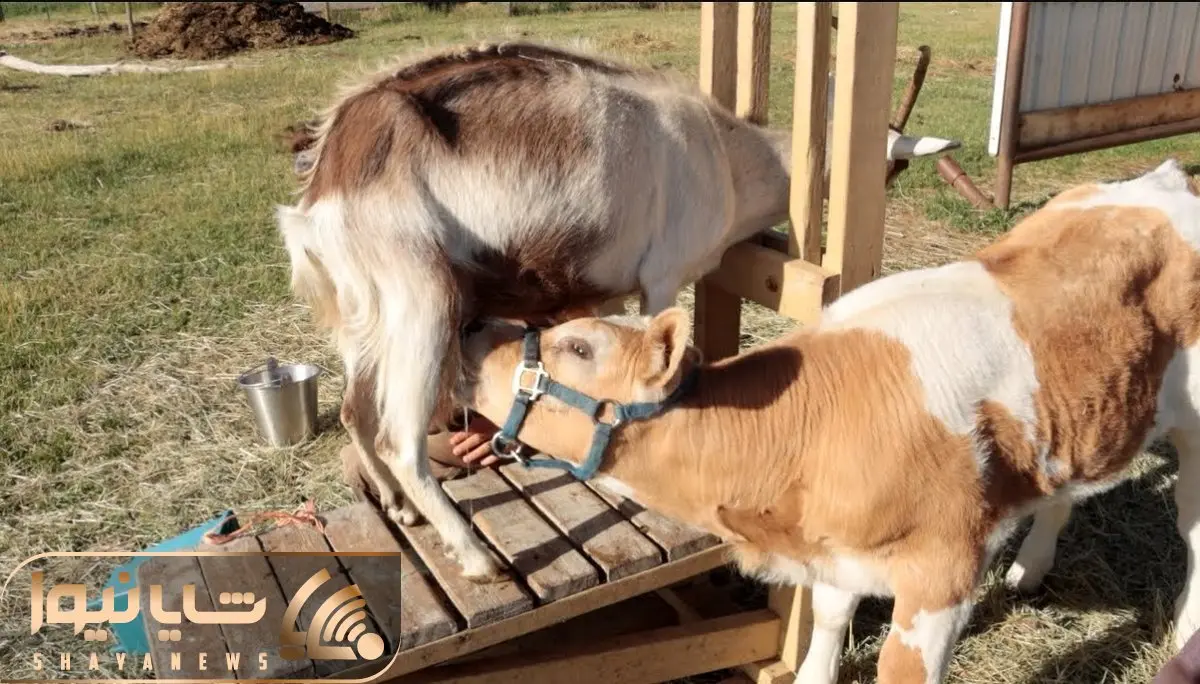 فرآوری بز؛ بز سخاوتمند که هیکلش نصفه گاوساله است مادرانه بهش شیر میده