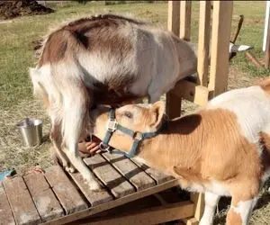 فرآوری بز؛ بز سخاوتمند که هیکلش نصفه گاوساله است مادرانه بهش شیر میده