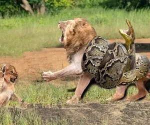 از جذابیت های حیات حش؛ شیر با دیدن مار بد به تشنج افتاد چهار ستون بدنش لرزید