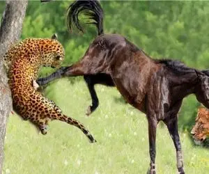 جذابیت حیات وحش؛ یوزپلنگ کاری با اسب کرد نجابتو ببوسه بزاره کنار دهنش صاف کنه