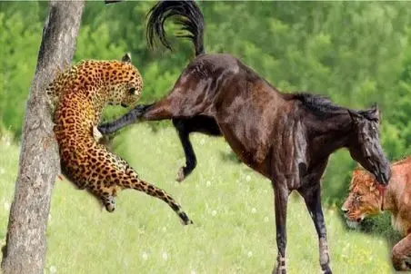 جذابیت حیات وحش؛ یوزپلنگ کاری با اسب کرد نجابتو ببوسه بزاره کنار دهنش صاف کنه