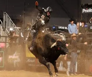 وقتی انسان بازی زمان را به یک گاو نر وحشی می بازد