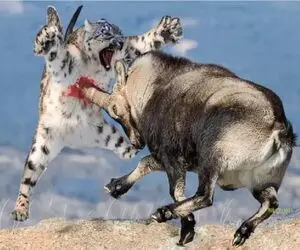 جذابیت حیات وحش؛ بز کوهی با استفاده از جاذبه ببر بازیچه دستش کرده فناش نده ول کن نیس