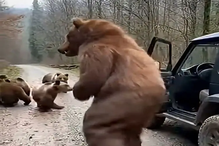 معماری طبیعت؛ مرد لباس خرس پوشید به خرسا حمله کرد همه شون زرد کردن