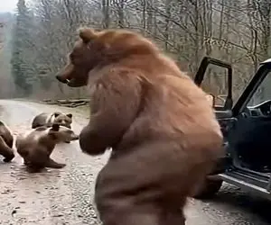 معماری طبیعت؛ مرد لباس خرس پوشید به خرسا حمله کرد همه شون زرد کردن