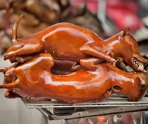 کباب سگ؛ به سگ نازنازی کچاپ و مایونز زدن میل داغ از دهنش رد کردن بریونی بشه