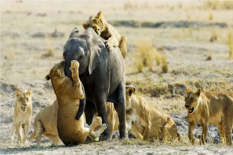مستند حیات وحش؛ نبرد حماسی فیل تنها با ۹ شیر گرسنه