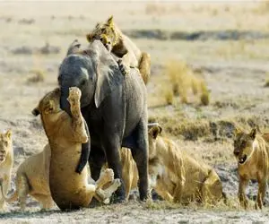مستند حیات وحش؛ نبرد حماسی فیل تنها با ۹ شیر گرسنه