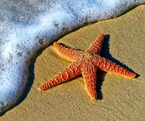 آن روی طبیعت وحشی؛ کالبدشکافی ستاره دریایی؛ بریم ببینیم درون پاتریک چه خبره! 