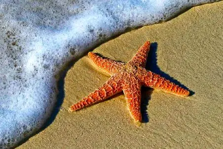 آن روی طبیعت وحشی؛ کالبدشکافی ستاره دریایی؛ بریم ببینیم درون پاتریک چه خبره! 