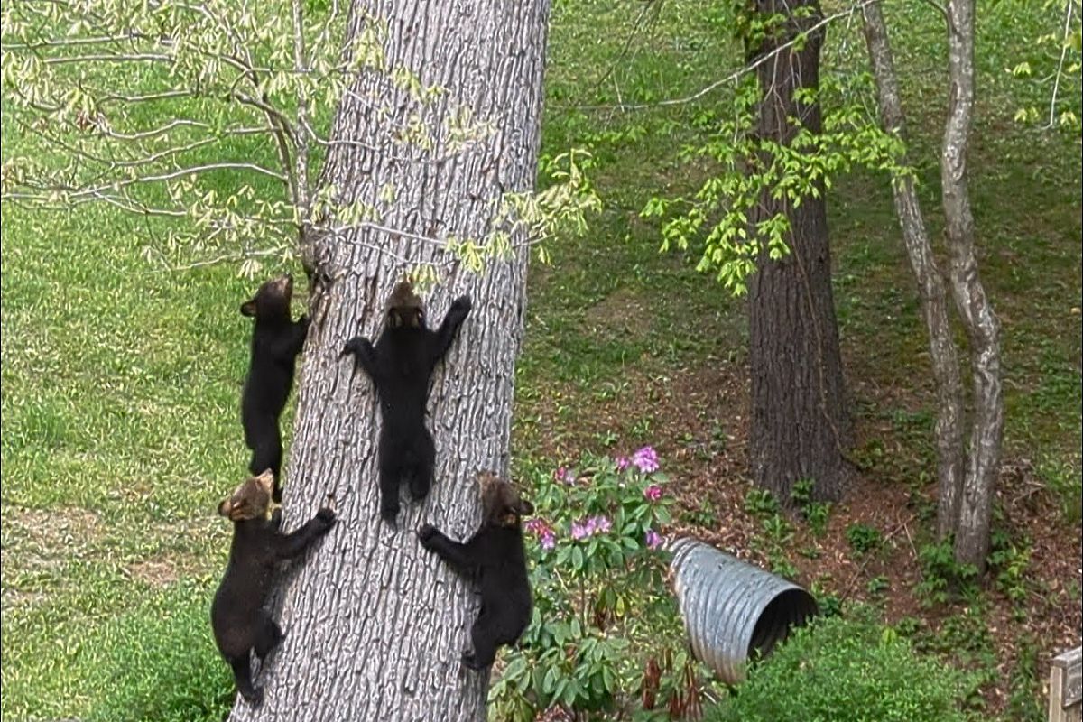 از جذابیت‌های حیات وحش؛ خرس ناقلا بچه هاشو فرستاد رو درخت که تنها تنها غذا بخوره