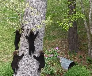 از جذابیت‌های حیات وحش؛ خرس ناقلا بچه هاشو فرستاد رو درخت که تنها تنها غذا بخوره