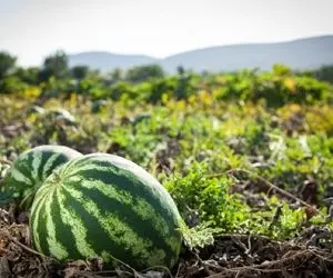 فرآوری هندوانه؛ هندونه ها رو سلاخی کردن تو کیسه خواب بعدش پرورش میدن آخرش قشنگه