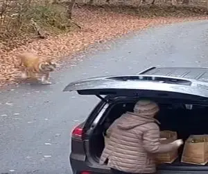 معماری طبیعت؛ خانومه شانس آوورد ببر خنگ بود وگرنه الان صدای کلنگ قبرش میومد