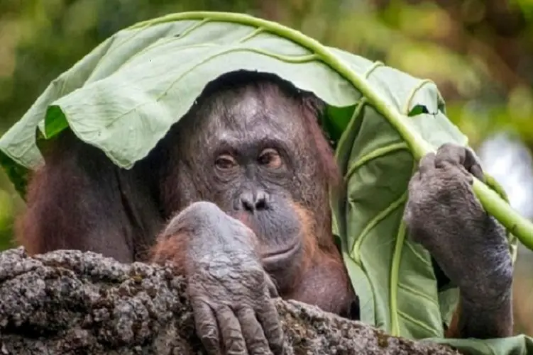 مستند حیوانات؛ این اورانگوتان کارهای عجیب میکنه شده یه پا اوستا نجار! 