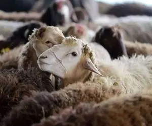 (جدول) قیمت دام زنده امروز ۸ اردیبهشت ۱۴۰۴