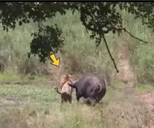 جذابیت حیات وحش؛ شیر با حمله به گوساله بوفالو برا خودش دردسر خرید