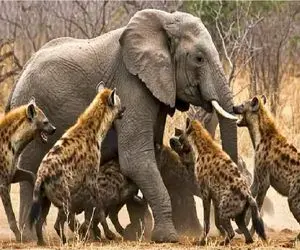 مستند حیات وحش؛ کفتارهای بد قریحه برا زیر کشیدن فیل یه شبانه روز گازش گرفتن