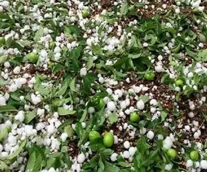 احتمال بارش تگرگ در البرز وجود دارد