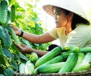 کشاورزی بدیع؛ با ادوات خیلی منحصر به فرد خیار پرورش میدن اندازه موز و خیلی ترد