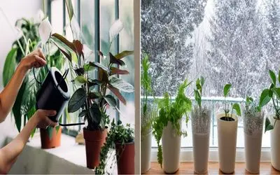 روش اصولی آب دادن به گیاه تو پاییز و زمستون/ کی و چقدر آب بدیم که گیاه خشک نشه؟