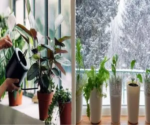 روش اصولی آب دادن به گیاه تو پاییز و زمستون/ کی و چقدر آب بدیم که گیاه خشک نشه؟