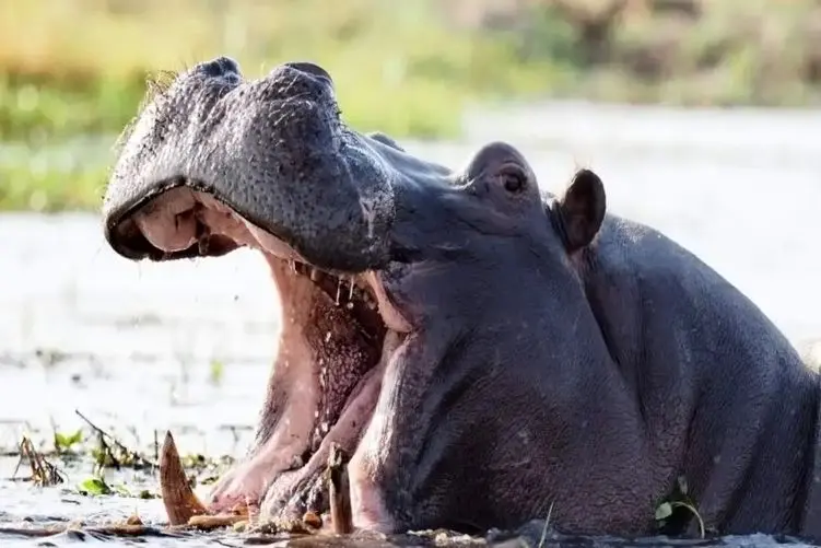 مستند حیات وحش؛ اسب آبی؛ کوسه گاوی