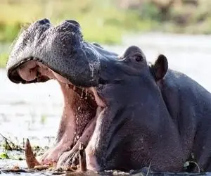 مستند حیات وحش؛ اسب آبی؛ کوسه گاوی