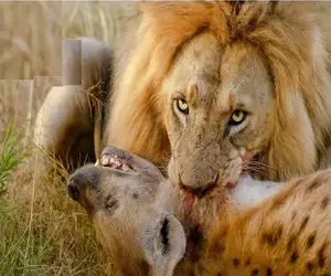 بدایع حیات وحش / کفتار تنش میخوارید با دم شیر بازی کرد خرخره اش جویده شد