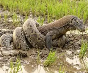 مستند حیات وحش؛ عناد بیدادگرانه پیتون و کومودو در گل و لای برای بلع دیگری