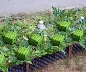 محصولات کشاوزی عجیب؛ هندوانه پرورش دادن غول پیکر اما مربعی اندازه کاتن ماشین لباسشویی