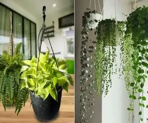 گیاهان آپارتمانی آویز / برا نگاه کردن اینا سر بلند کن انگار خدا از آسمون برات فرستاده