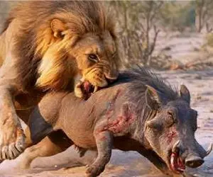 مستند حیات وحش؛ شیر شقی گراز نگون بخت پاره پوره کرد خودش سیرشه