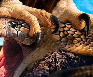 از جذابیت های حیات وحش؛ عقاب از بالا پیتون رو نشون کرد و با چنگول هاش کله مار رو گرفت