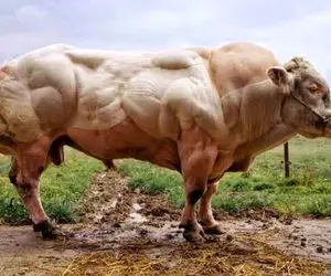 گاوهای باورنکردنی؛ گاوها به اندازه کافی عضله دارند که بدنسازان را شرمنده کند