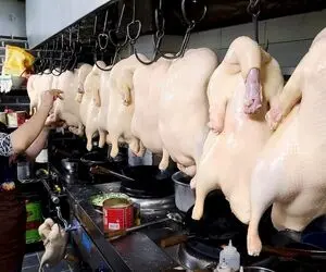 فرآوری گوشت اردک؛ از باد کردن و تلمبه زنی تا مو کنی با موچین و برشته کردن تو روغن داغ
