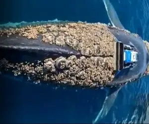 مستند کاوش؛ کارواش و شستشوی نهنگ 450 تنی توسط انسان و دستگاه های فوق پیشرفته