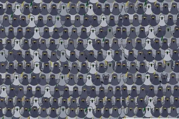 بازی فکری؛ اگر بتونی تو 13 ثانیه گربه رو پیدا کنی جزو 5 درصد برتر دنیایی