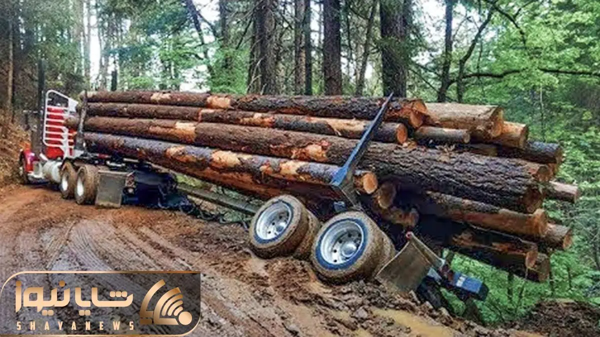 جا به جایی های صعب العبور؛ کامیون های چوب بر برای عبور از جنگل با جونشون بازی می کنن