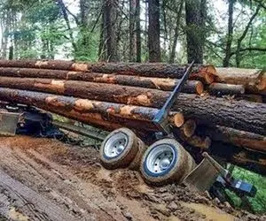 جا به جایی های صعب العبور؛ کامیون های چوب بر برای عبور از جنگل با جونشون بازی می کنن