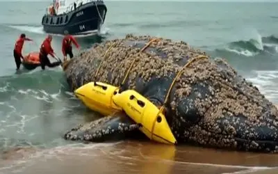 مستند کاوش؛ نجات نهنگ غول پیکر 100 تنی با دستگاه ها و تجهیزات تخصصی و نیروهای حرفه ای