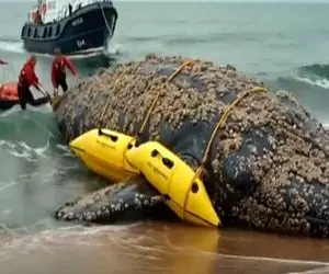 مستند کاوش؛ نجات نهنگ غول پیکر 100 تنی با دستگاه ها و تجهیزات تخصصی و نیروهای حرفه ای