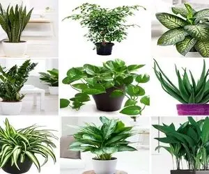 گیاهان آپارتمانی با رشد سریع / بعضی گلا دق میدن تا یذره گل بدن اینا فلفور بزرگن