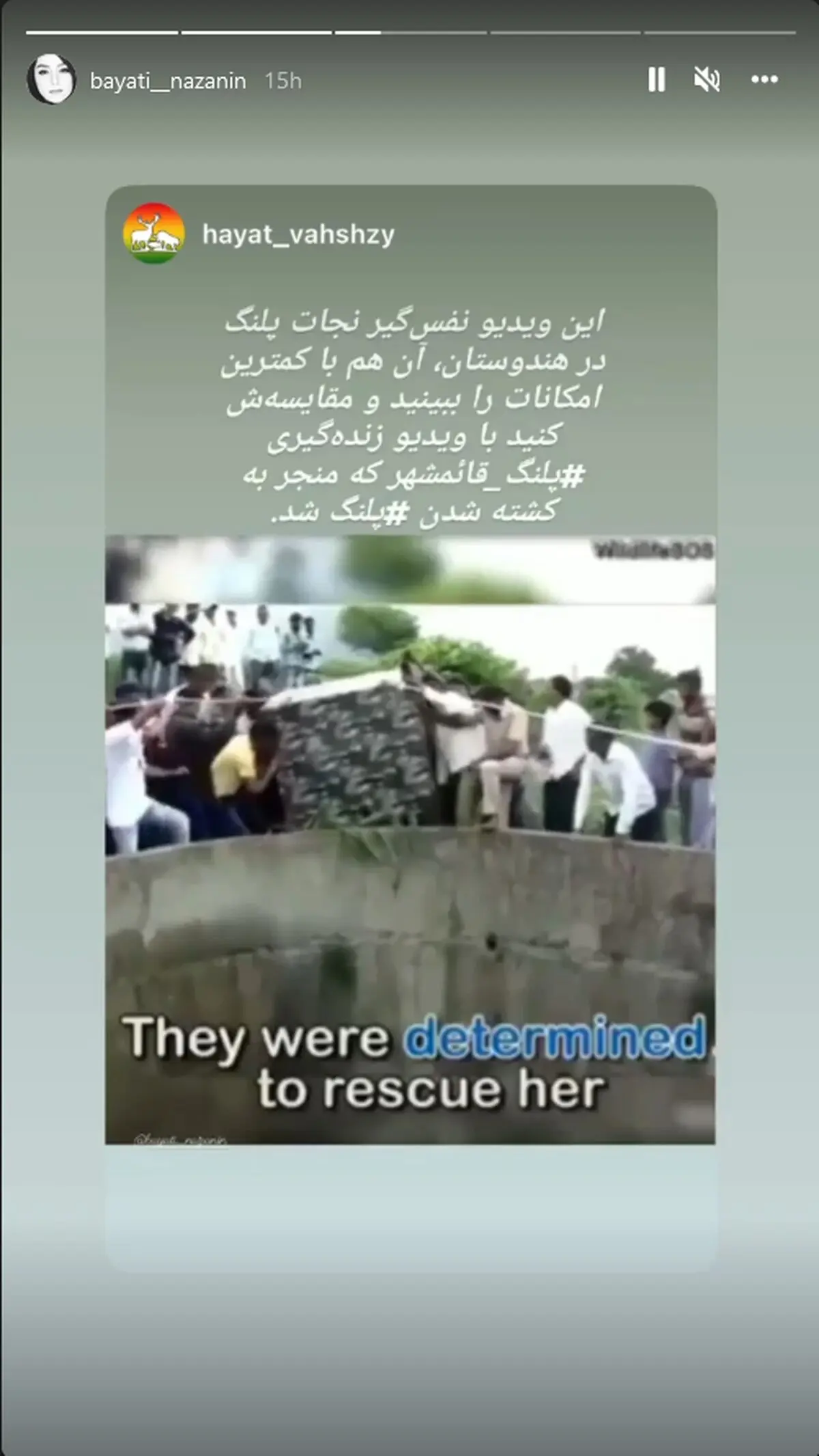 واکنش+هنرمندان+به+تلف+شدن+پلنگ+در+قائم+شهر (1)