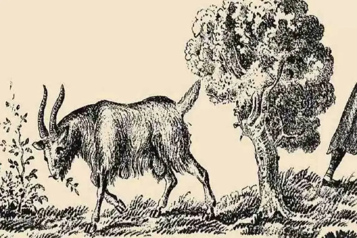 فیل