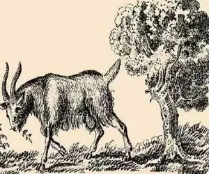 بازی فکری؛ گل روتو میبوسن اگه صاحب بز رو پیدا کنی