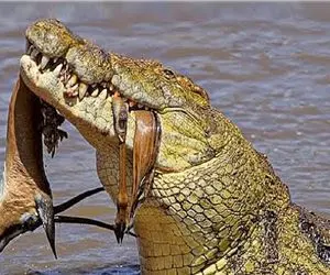 بدایع حیات وحش؛ کروکودیل ددمنش ایمپالا تشنه رو از ته بلعید